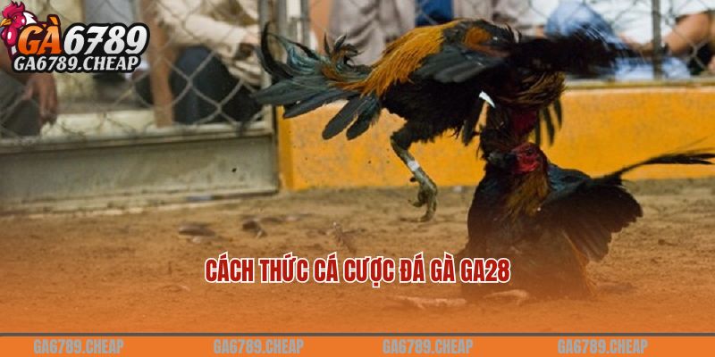 Cách thức cá cược đá gà GA28 tại nhà cái GA6789