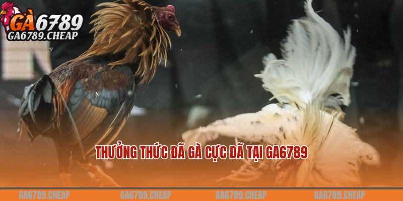 Thưởng thức đá gà GA6789 siêu hấp dẫn