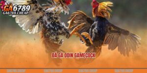 đá gà ODIN Gamecock