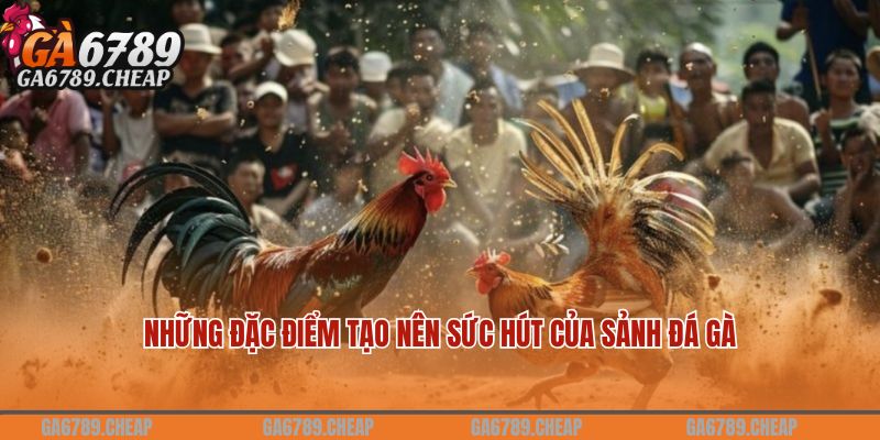 Những đặc điểm tạo nên sức hút của sảnh đá gà ODIN Gamecock