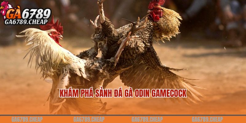 Khám phá sảnh đá gà ODIN Gamecock tại GA6789