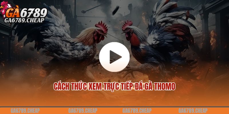 Cách thức xem trực tiếp đá gà thomo tại GA6789