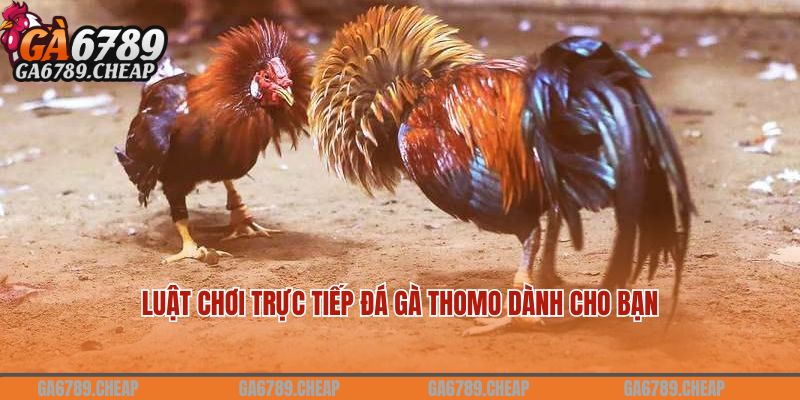 Luật chơi trực tiếp đá gà thomo dành cho bạn 