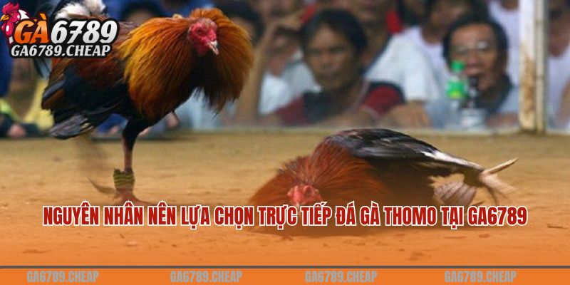 Một số nguyên nhân người chơi nên lựa chọn trực tiếp đá gà thomo tại GA6789