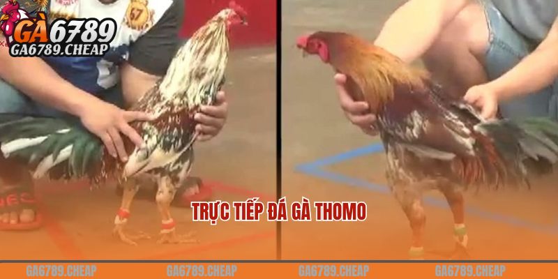 trực tiếp đá gà thomo